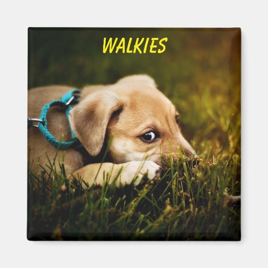 かわいいクローズアップ子犬 マグネット (正面)