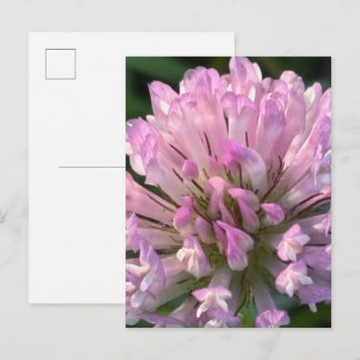 かわいいクローバーの花 ポストカード
