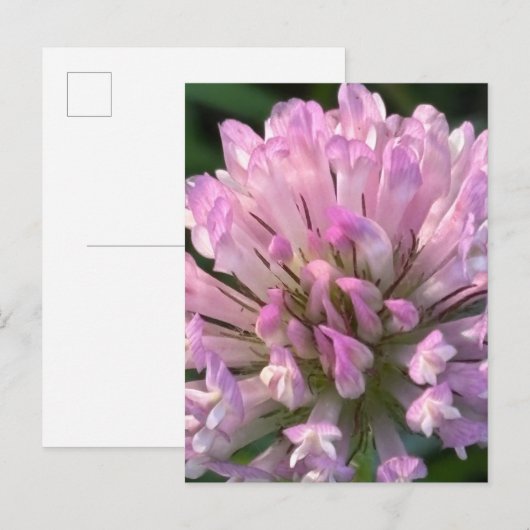 かわいいクローバーの花 ポストカード (正面/裏面)