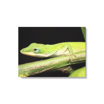 かわいいクールかわいいおもしろいグリーンアノールリザード動物