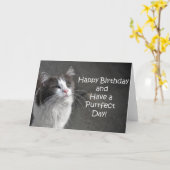 かわいいグレーと白い猫の誕生日カード カード (黄色い花)