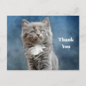 かわいいグレーと白の子猫の写真ありがとう ポストカード (正面)