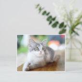 かわいいグレーと白の子猫ポストカード ポストカード (スタンド正面)