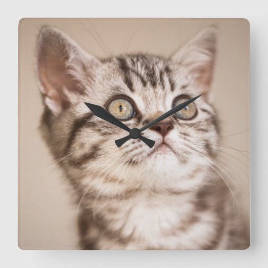 かわいいグレーのイギリス短髪の子猫(ブルー虎猫) スクエア壁時計 (正面)