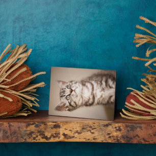 かわいいグレーのイギリス短髪の子猫(ブルー虎猫) フォトプラーク