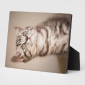 かわいいグレーのイギリス短髪の子猫(ブルー虎猫) フォトプラーク (側面)