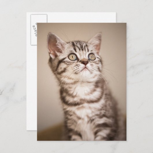 かわいいグレーのイギリス短髪の子猫(ブルー虎猫) ポストカード (正面/裏面)