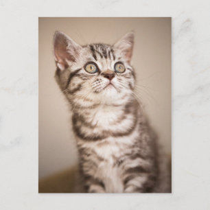 かわいいグレーのイギリス短髪の子猫(ブルー虎猫) ポストカード