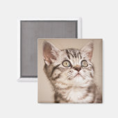 かわいいグレーのイギリス短髪の子猫(ブルー虎猫) マグネット (正面/裏面)