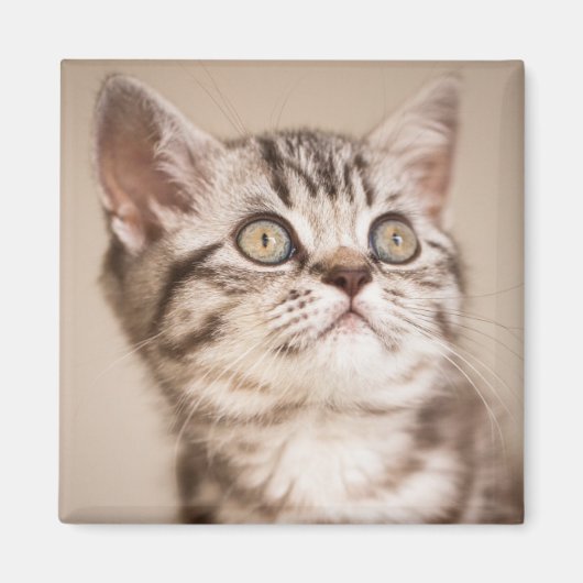 かわいいグレーのイギリス短髪の子猫(ブルー虎猫) マグネット (正面)