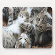かわいいグレー三毛の子猫/ペットの写真をアップロード