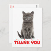 かわいいグレー子猫はがき ポストカード (正面/裏面)