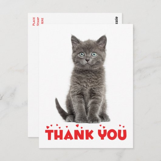 かわいいグレー子猫はがき ポストカード (正面/裏面)