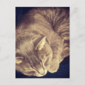 かわいいグレー縞模様の猫が眠っている ポストカード (正面)