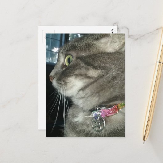 かわいいグレー+タビー猫が五芒星の首輪をつけている ポストカード (正面/裏面インサイチュ)