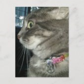 かわいいグレー+タビー猫が五芒星の首輪をつけている ポストカード (正面)