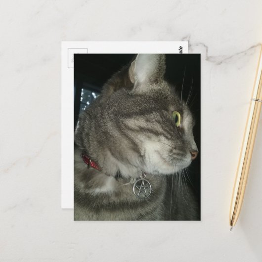 かわいいグレー+タビー猫ペンタグラム首輪 ポストカード (正面/裏面インサイチュ)