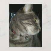 かわいいグレー+タビー猫ペンタグラム首輪 ポストカード (正面)