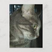 かわいいグレー タビー猫 ポストカード (正面)