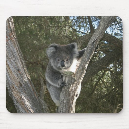 かわいいコアラの木登り写真 マウスパッド (正面)