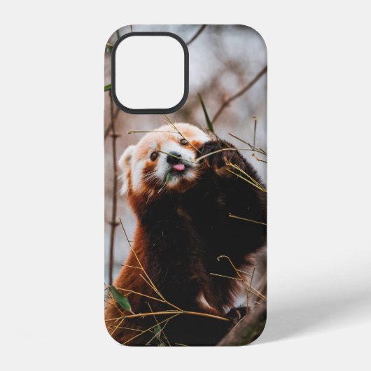 かわいいコアラの熊 iPhoneケース (裏面)