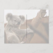 かわいいコアラクマが木に休む ポストカード (裏面)