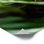 かわいいコアラクマの木 ポスター (角)