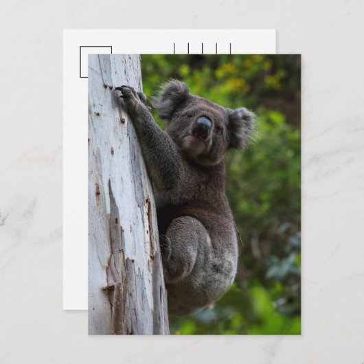 かわいいコアラ登山アツリーオーストラリア葉書 ポストカード (正面/裏面)