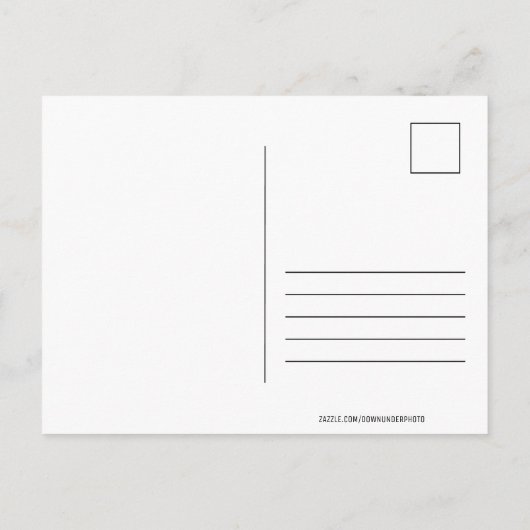 かわいいコアラ登山アツリーオーストラリア葉書 ポストカード (裏面)