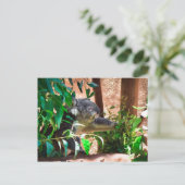 かわいいコアラ ポストカード (スタンド正面)