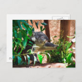 かわいいコアラ ポストカード (正面/裏面)