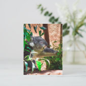 かわいいコアラ ポストカード (スタンド正面)