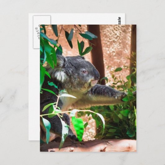 かわいいコアラ ポストカード (正面/裏面)