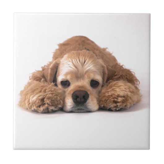 かわいいコッカースパニエル タイル (正面)