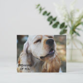 かわいいコッカー ポストカード (スタンド正面)