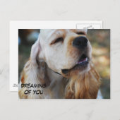 かわいいコッカー ポストカード (正面/裏面)