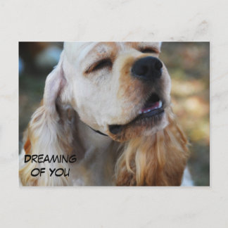 かわいいコッカー ポストカード