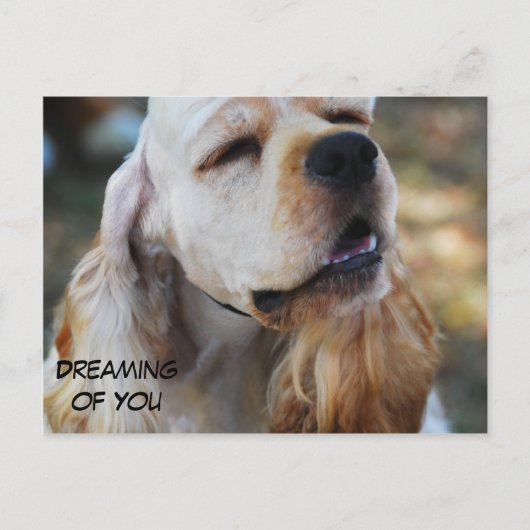 かわいいコッカー ポストカード (正面)