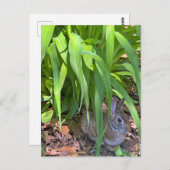 かわいいコットンテールラビットタイガーリリーの下に座る ポストカード (正面/裏面)