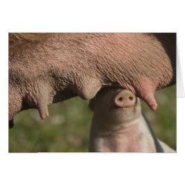 かわいいコブタのおもしろいな寄り添う母の腹-