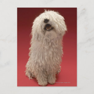 かわいいコモンドール犬 ポストカード