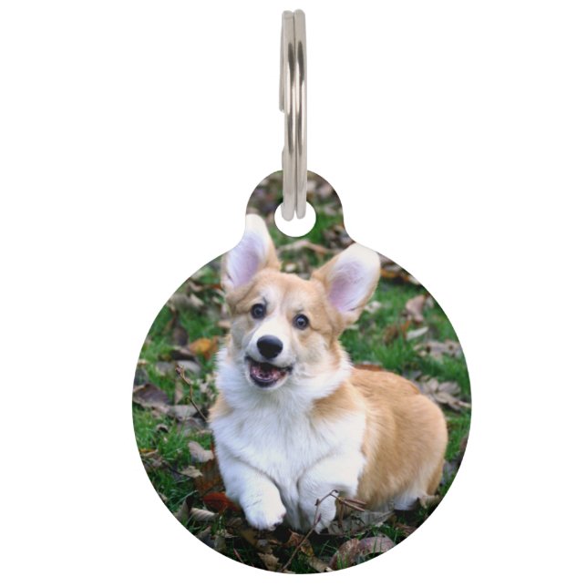 かわいいコルギ犬が跳ぶ ペット　ネームタグ (正面)