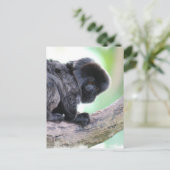 かわいいゴエルディ ポストカード (スタンド正面)