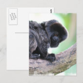 かわいいゴエルディ ポストカード (正面/裏面)