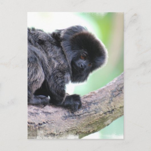 かわいいゴエルディ ポストカード (正面)