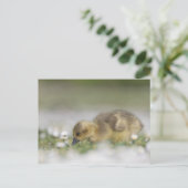 かわいいゴスリング自然写真 ポストカード (スタンド正面)