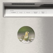 かわいいゴスリング自然写真 マグネット (インサイチュ (食洗機))