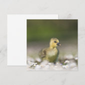 かわいいゴスリング野生動物のフォトカード (正面/裏面)