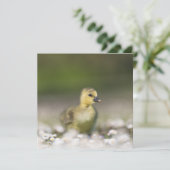 かわいいゴスリング野生動物のフォトカード (スタンド正面)