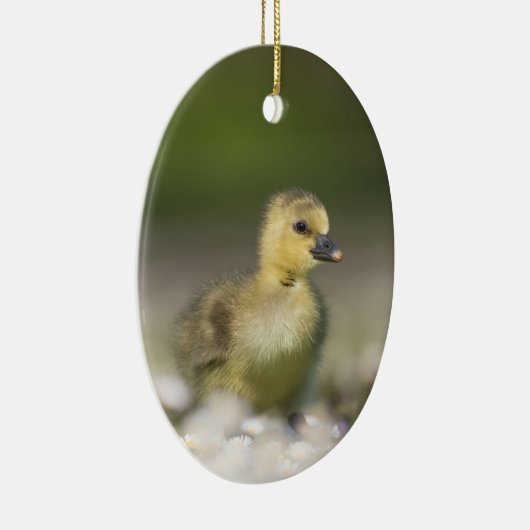 かわいいゴスリング野生生物写真 セラミックオーナメント (右)